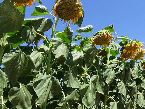 �N�����a